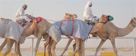 I tried the mega roller coaster. Camel Riding Qatar: Stroll Through The Arabian Deserts In ...