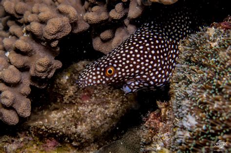 Unlike other eels, moray eel has two sets of sharp teeth. Unusual Moray Eel • Seaunseen