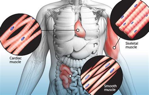 Learn internal organs of the human body in english. Muscle Cramps (Charley Horse) and Muscle Spasm Remedies