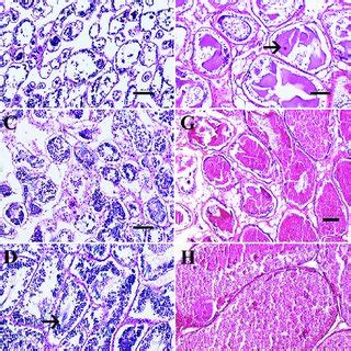 The main factor which influences cat heat is sunlight. (PDF) Age, size, and sexual maturity of channeled whelk ...