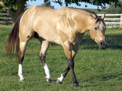 Buckskin pferd galopp auf einem feld, brasov, rumänien ist ein authentisches stockbild von roomtheagency. Buckskin | Horses, Equines, Pony