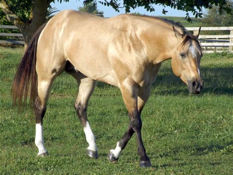 Buckskin ist eine haarfarbe von pferden , die sich auf eine farbe bezieht, die bestimmten schattierungen von. Buckskin | Horses, Equines, Pony