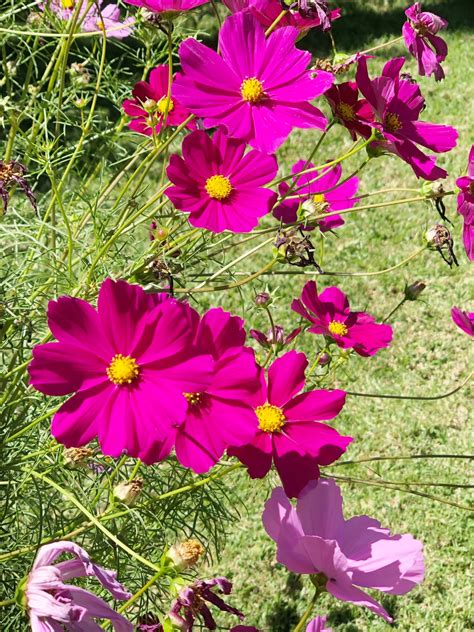 Celebrate and remember the lives we have lost in gardner, kansas. Wildflower - Cosmos in Bloom | Abigail's Bed and Breakfast Inn