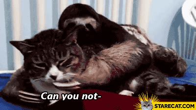 Cat with no tail in the dream: Sloth cat no tears just dreams GIF animation | StareCat.com