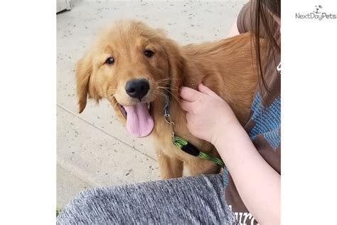 Golden retrievers focused on obedience, therapy, beginning service and companionship. Ellie: Golden Retriever puppy for sale near Tulsa ...