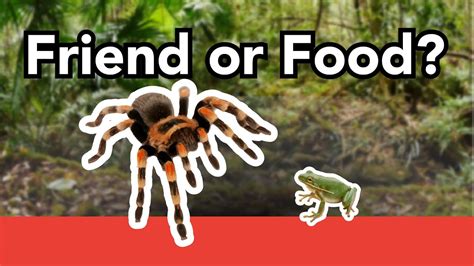 Giants tarantulas and pet frogs. Strange Animal Pairs? (Tarantula and a Frog) - YouTube