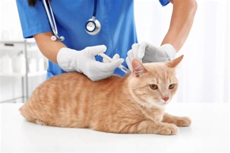 Some redness and swelling is normal, but contact the clinic if it looks excessive to you. Texas Wellness Spay & Neuter Clinic