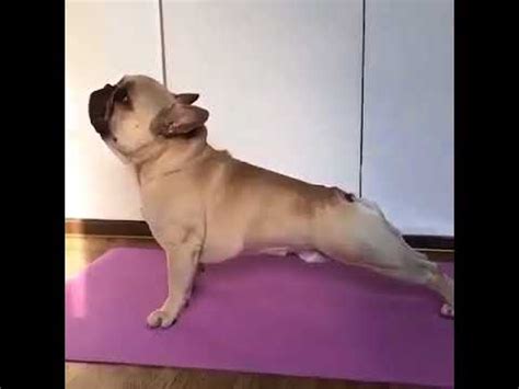 It makes the body feel more relaxed. stretching dog's muscle - YouTube