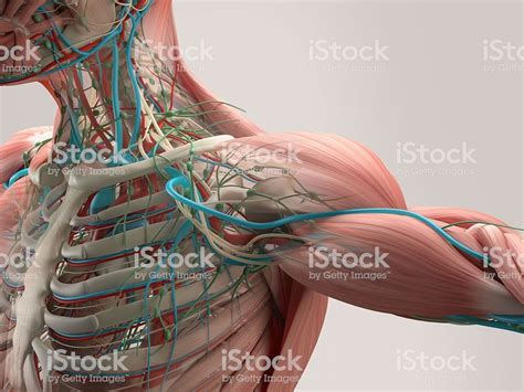 Supraspinatus, infraspinatus, ters minor,.et), using interactive animations and labeled diagrams. Human Shoulder Muscles Diagram - Shoulder muscles and chest - human anatomy diagram ... - Below ...