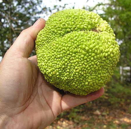 Straighter answer is, hedge apples, also known as osage oranges are inedible. monkey brain plant | monkey balls - The HuntingPA.com ...