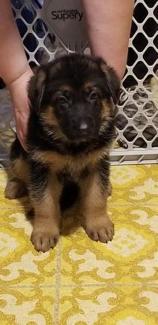 We specialize in purebred akc german shepherd puppies! German Shepherd Dog puppy dog for sale in Wisconsin Rapids ...