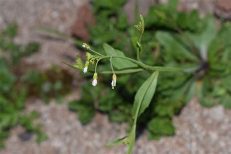 Waktu senja juli 06, 2021 0 comments marzo fiorellini bianchi sottobosco sottobosco libri & cafe, pisa: Fiori bianchi. Brassicacea? Sì, Arabidopsis thaliana ...