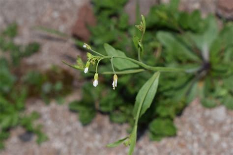 Fiori a petali di colore prevalentemente rosso e rosa. Fiori bianchi. Brassicacea? Sì, Arabidopsis thaliana ...