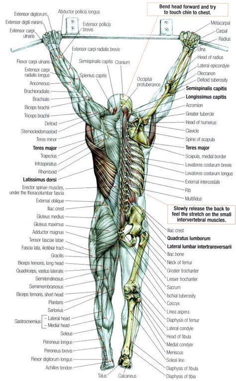 Text and images from slide. 83 best images about ANATOMY for ART - TORSO & MUSCLE DETAILS on Pinterest | Models, Figure ...