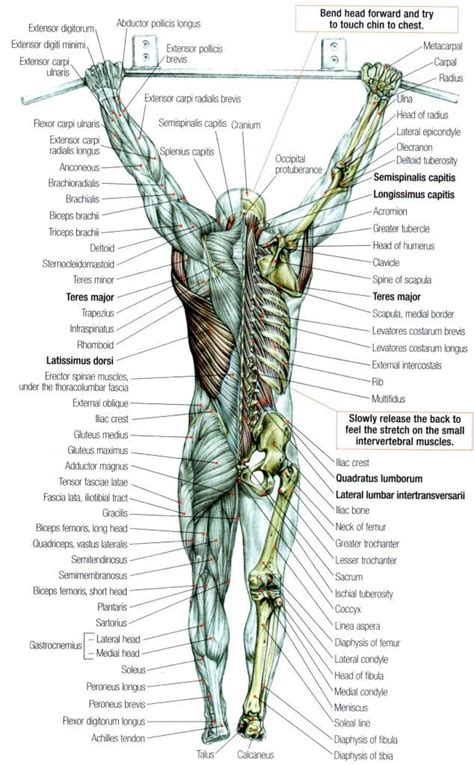 Over 3000+ pages with full illustrations and diagrams. 83 best images about ANATOMY for ART - TORSO & MUSCLE ...