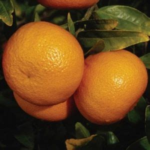 Satsuma mandarin is a orange tree, is a citrus tree. Owari Satsuma Mandarin (With images) | Citrus, Fruit