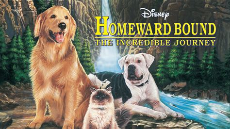 So homeward bound plays and plays. Kids Movie Night - Homeward Bound - Parkview Baptist Church