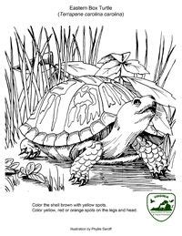 39+ box turtle coloring pages for printing and coloring. 37 best Turtle coloring pages images on Pinterest