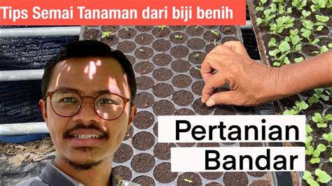 Apabila benih tersebut telah bercambah ia perlulah dipindahkan. Cara semai pokok dari biji benih - YouTube