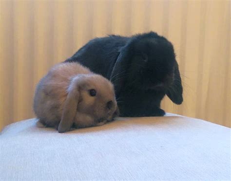 How to care for them also depends on their age: Reddit, Say hello to Basil the Bunny and his 7 week old ...