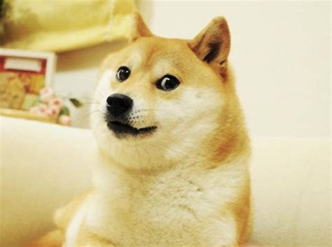 Tan akita dog, doge, memes, face, full frame, large group of objects. "Doge" Meme Templates - Imgflip