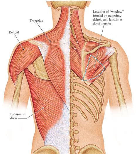 Each muscle is small and somewhat quadrilateral in form; Back muscle and bone — Anatomy references for artists ...