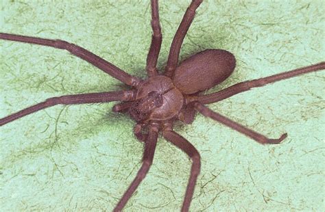 Experts say the species are not normally aggressive towards humans and bites are rare, but if the spiders are caught in clothing, prodded or squashed they may attack. Top 10 Deadliest Spiders