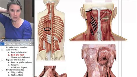 Muscle head anatomy vocal organ diagram female neck anatomy neck wireframe head neck human anatomy head artery anatomy face pharynx vector neck degree head anatomy 3d. Back + Neck Muscles ☆ Human Anatomy Course - YouTube