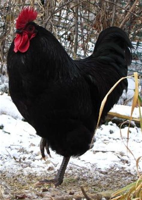 15m 1080p mom needs you. The best chicken breeds for homesteaders | Chickens backyard