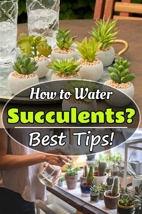 Jan 08, 2016 · view image of hippos often leave the water to feed (credit: How to Water Succulents? Best Tips! in 2020 | How to water ...