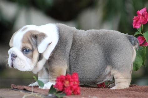 Elvis the bulldog puppy reads his mom the riot act. Old English Bulldog Deckrüde in Hof | Tiere | Kleinanzeigen