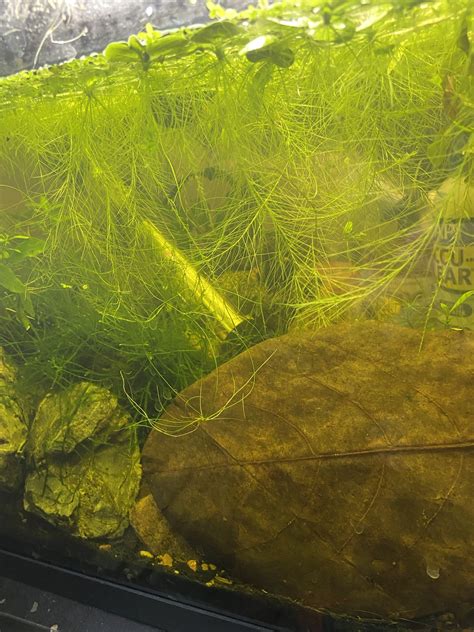 Dwarf water lettuce prefers slightly shady conditions and doesn't do well in very bright light that may scorch the leaves. FS Clinton, CT - $5 - duckweed or dwarf water lettuce ...