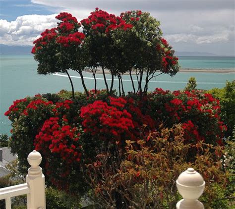 Immigration cuts under any new government will depend on how badly we want to build our santa comes to nadi: Pohutukawa tree - New Zealand's Summer Christmas tree This ...