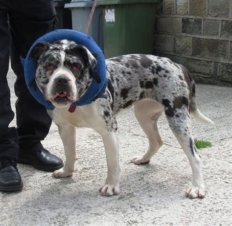 The actual lineage and origin of the breed is disputed among the various organizations that market it and/or claim to have the only pure version. Mercy - 17 month old female Alapaha Blue Blood Bulldog ...