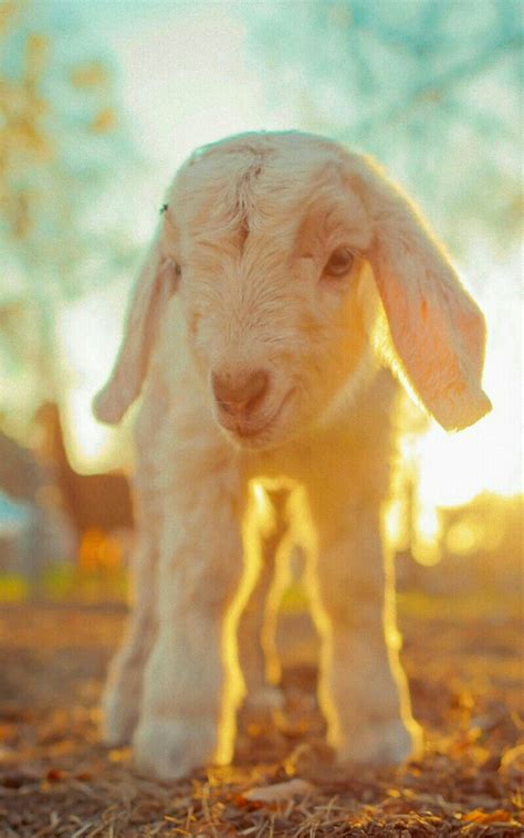 Have you ever wanted to milk a goat? Pin by Greg Indica on cute | Baby goats, Baby animal ...