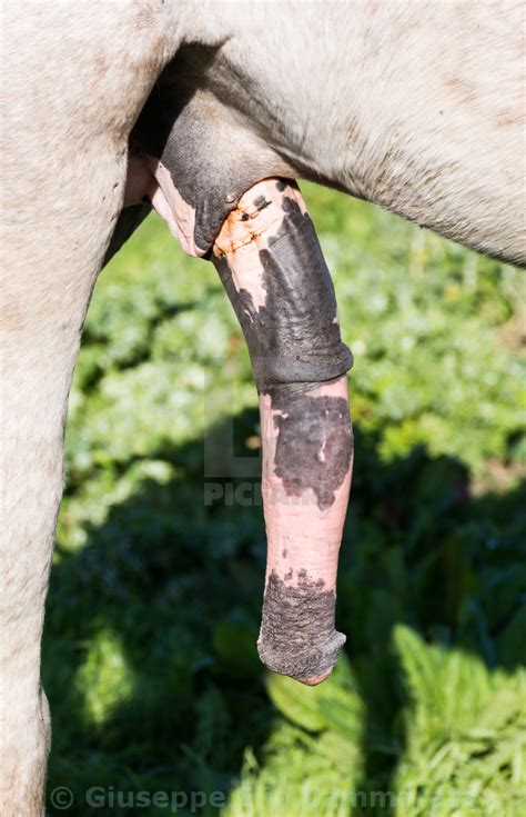 Best match | most recent. White horse, excited, with erect penis. - License ...