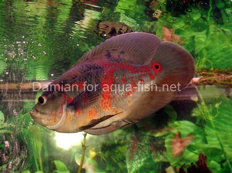 A typical oscar fish will grow to be about a foot long. Der Oscar-Fisch