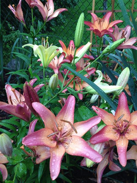 Lilies, especially those from bulbs, will feed off the foliage and will grow better the next season if it's left until it dies off. Asiatic lilies in bloom http://www.mervedinger.com (With ...