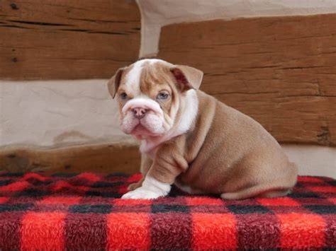 Lancaster puppies makes it easy to find healthy puppies from reputable dog breeders across pennsylvania, ohio, and more. English Bulldog puppy dog for sale in Akron, Ohio