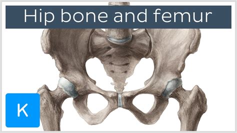 And the two lateral regions, the right and left lumbar. Bone Structure On Yhe Left Lower Abdomen : Anterolateral ...