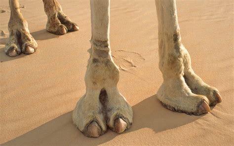 The visibility of one depends on how tight fitting her pants are. Camel Toe Tuesday requested by Fireball