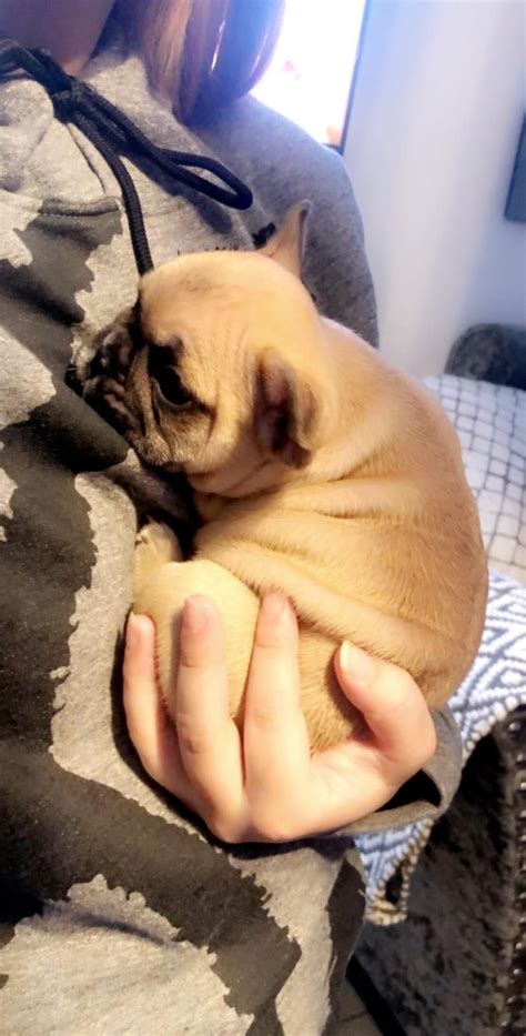 Frenchies are currently enjoying another wave of popularity. Baby roman 😍😍 | Cute french bulldog, French bulldog, Bulldog