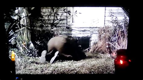 Manchmal ist der tod besser. Friedhof der Kuscheltiere (1989) - YouTube