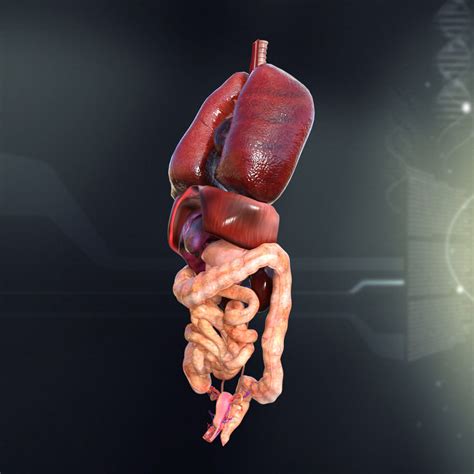 Anatomy models will always play a substantial role in medical education, giving impressive and. Human Female Internal Organs Anatomy 3D Model MAX OBJ 3DS FBX C4D LWO LW LWS | CGTrader.com