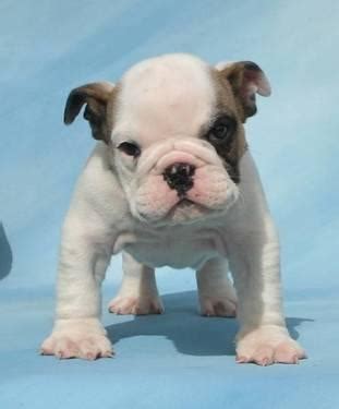 Find old english bulldogs in canada | visit kijiji classifieds to buy, sell, or trade almost anything! Adorable 9 week old female Olde English/English bulldog ...