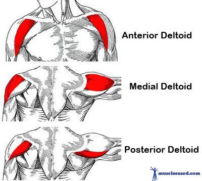 Muscles are the only tissue in the body that. What are the back muscles called? - Quora