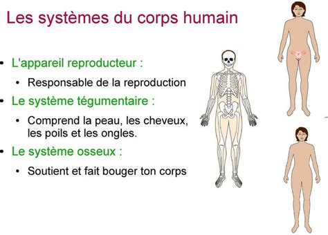 3/4-Les appareils du corps humain - PDF | Systèmes du corps humain ...