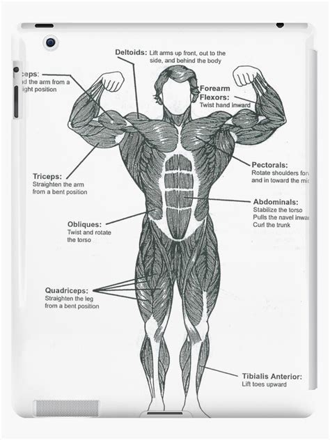 The steroidslive blog covers the latest news in bodybuilding, fitness, sports, health and nutrition. "Anatomy Diagram - Muscle Chart (Front)" iPad Cases ...
