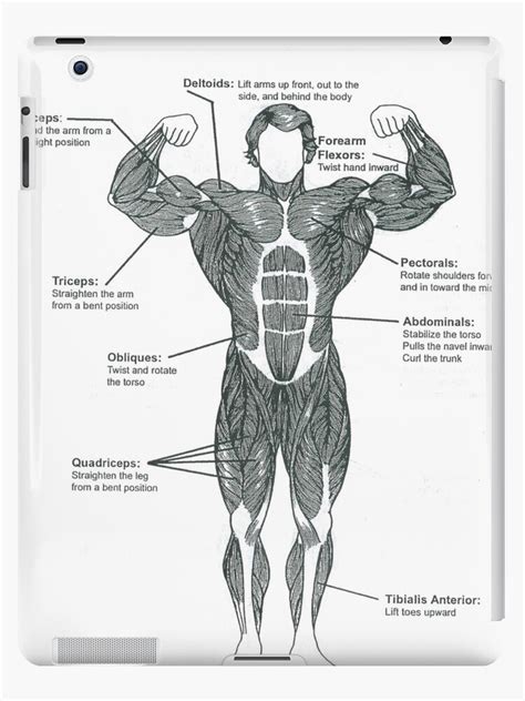 The back comprises the dorsal part of the neck and the torso (dorsal body cavity) from the occipital bone to the top of the tailbone. "Anatomy Diagram - Muscle Chart (Front)" iPad Cases ...