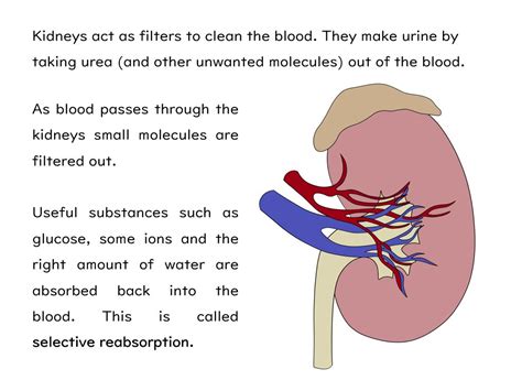 Students would pick up paper hole how is the natural selection simulation on biology simulations different than other options? Kidneys and Dialysis Slides and Worksheet (GCSE Biology AQA) | Teaching Resources